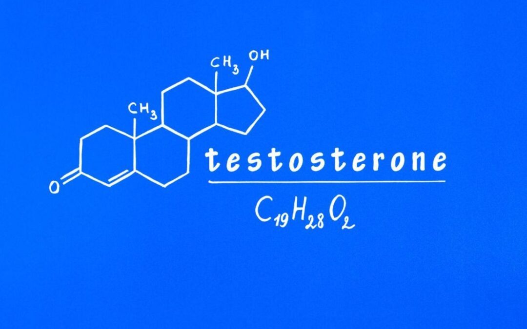 Che funzione ha il testosterone?